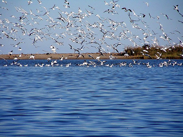 Allegra-volo-dei-gabbiani