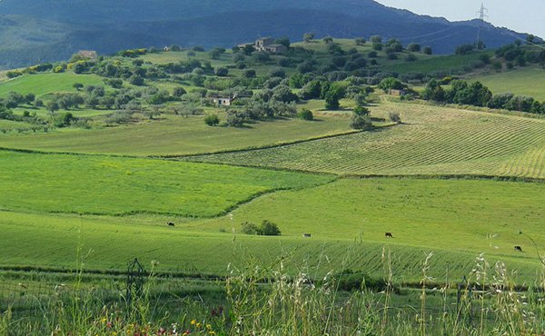 Masseria-degli-ulivi-landschaft
