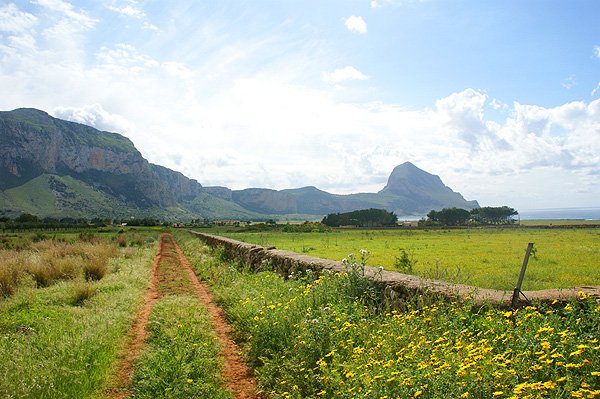 Giuccu-cofano