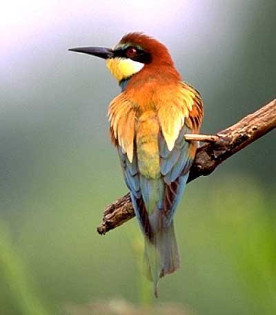 Siziliens Vogelwelt